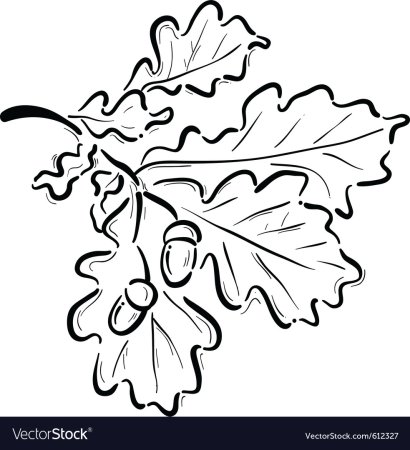 Дубовые листья ветка