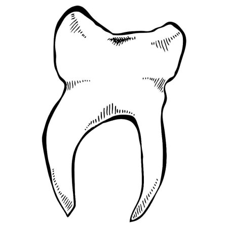 Разукрашка зуб