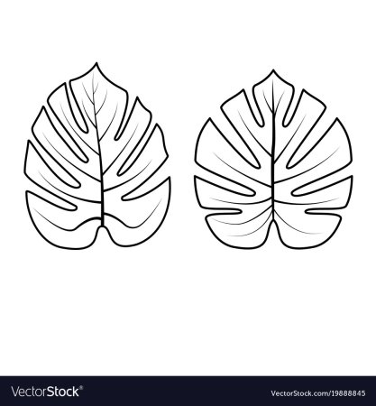 Лист монстеры