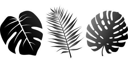 Лист пальмы