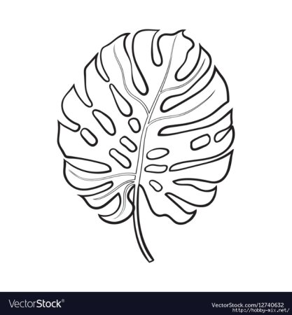 Monstera Leaf контур