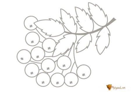 Рябина раскраска