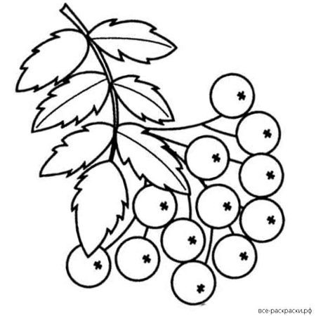 Веточка рябины без ягод