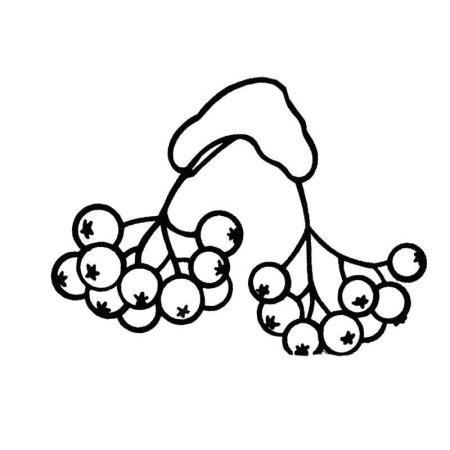 Ветка рябины рисование