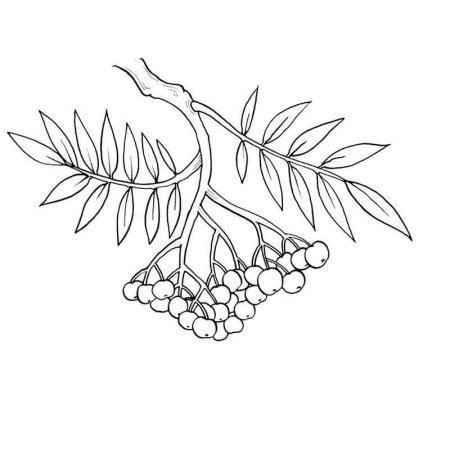 Ветка рябины рисунок