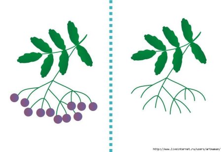 Веточка рябины для раскрашивания