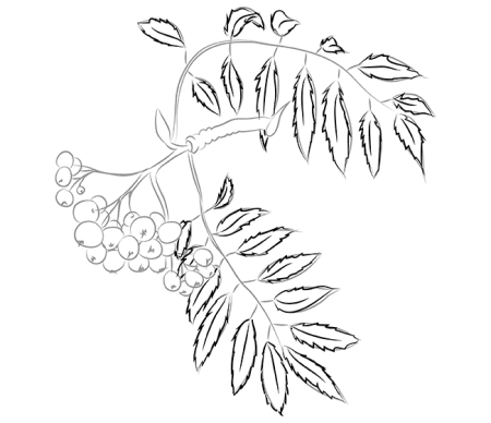 Веточка рябины рисование
