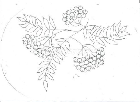 Ветка рябины карандашом
