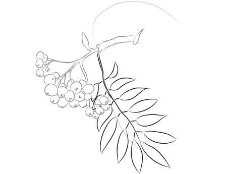 Кисть рябины раскраска