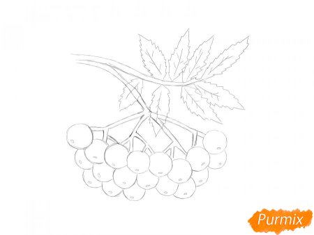 Контур ветки рябины с ягодами