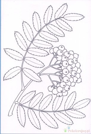 Калина раскраска