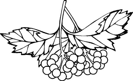 Веточка рябины без ягод