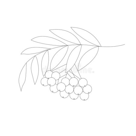 Ветка рябины рисование