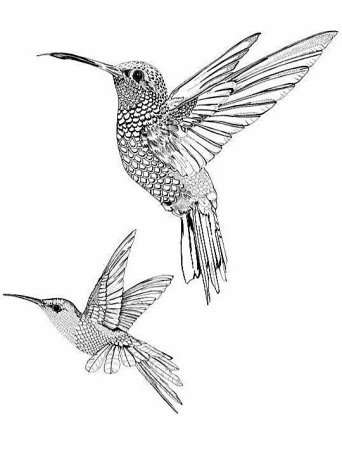 Трафареты птиц Колибри