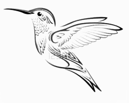 Колибри контур