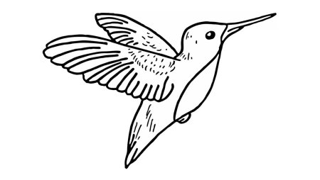 Птичка Колибри раскраска