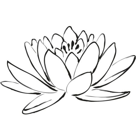 Кувшинка раскраска