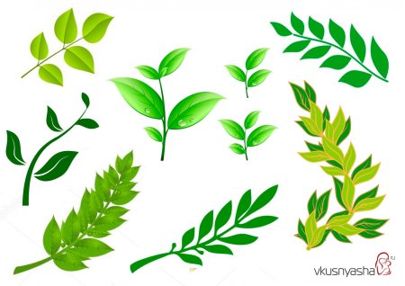 Ветка Лавра зеленая