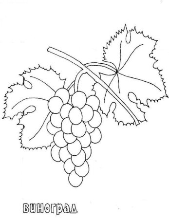 Виноград раскраска для детей