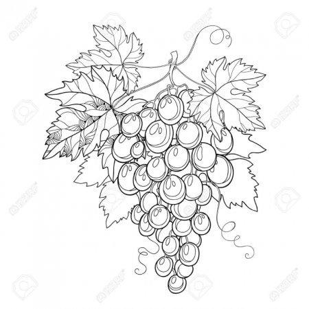 Гроздь винограда без ягод раскраска