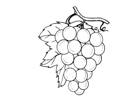 Виноград черный разрез рисунок