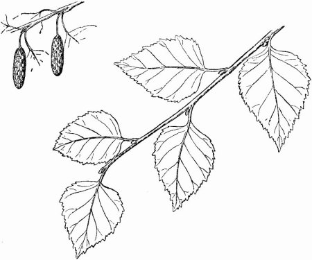 Ветки береза