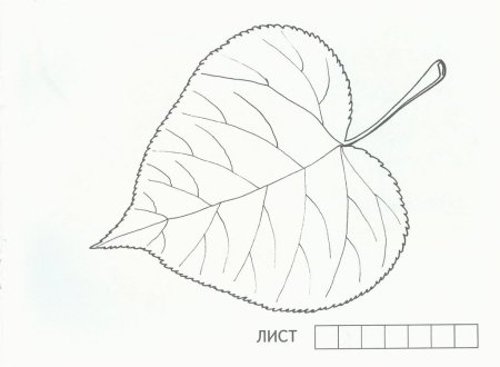 Рисуем лист липы
