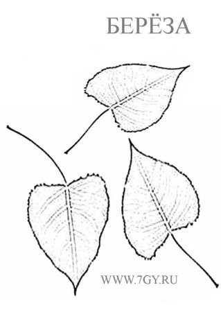 Лист березы для раскрашивания