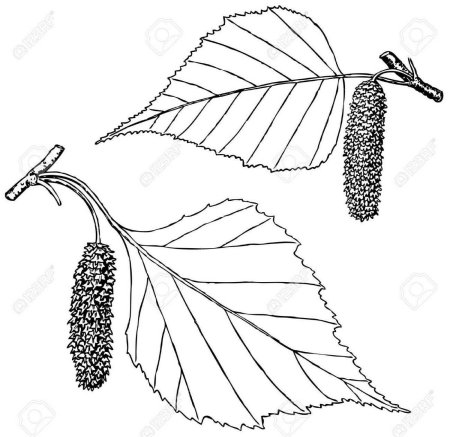 Лист березы раскраска