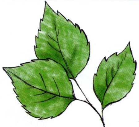 Лист березы для детей