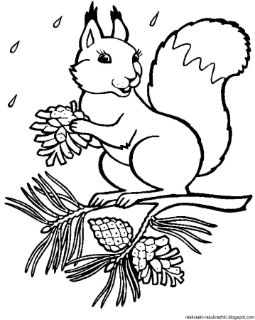 Раскраска Белочка