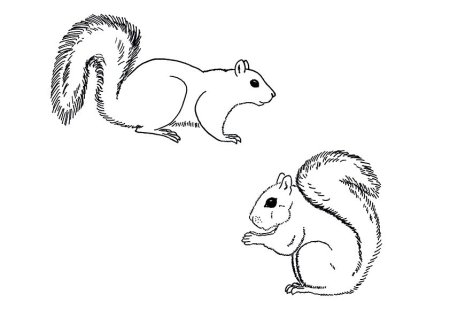 Белка шаблон для рисования
