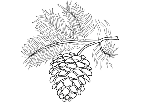 Шишка раскраска