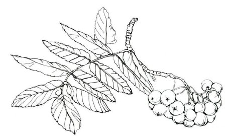 Рябина раскраска для детей