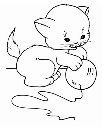 Кот Мейн кун