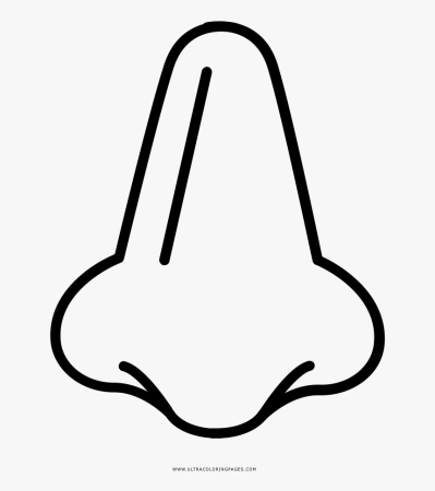 Контур носа