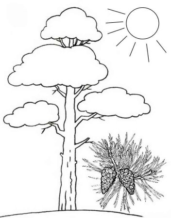 Сосна раскраска