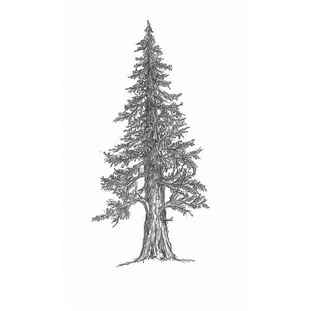 Сибирский кедр дерево