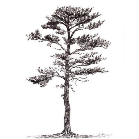 Сибирский кедр дерево