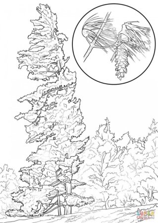 Форма кроны лиственницы