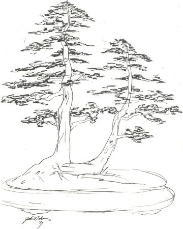 Секвойя дерево раскраска