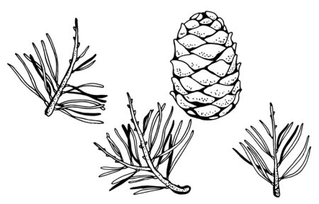 Сосна для раскрашивания