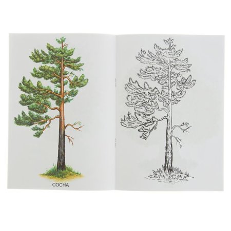 Сосна раскраска для детей