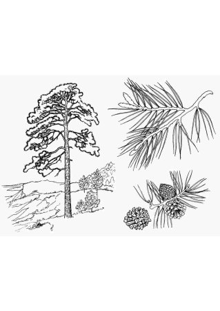 Хвойные деревья раскраска