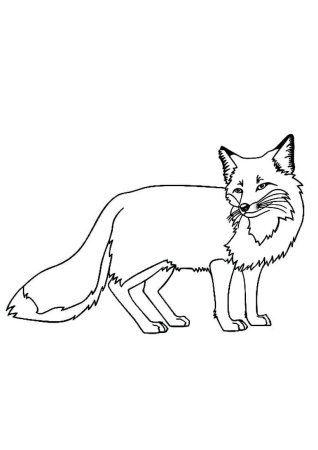 Раскраска лиса