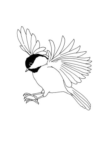 Синица раскраска