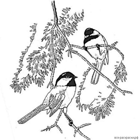 Разукрашка зимующие птицы синица