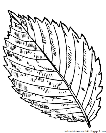 Раскраска листок дерева