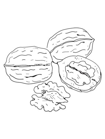 Орех для раскрашивания
