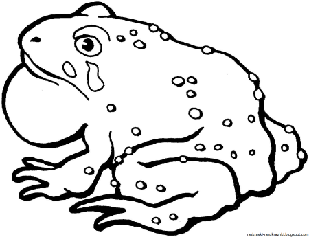 Жаба раскраска